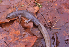 Ambystoma jeffersonianum