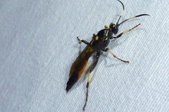 Ichneumon