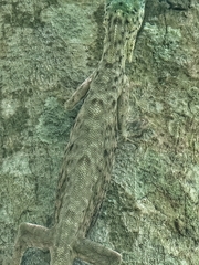 Draco sumatranus