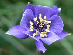 Aquilegia confusa