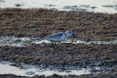 Calidris alba