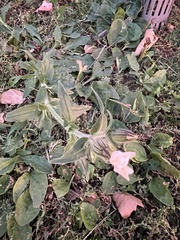 Behenantha