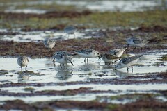 Calidris alba