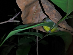 Culicicapa ceylonensis