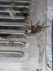 Steatoda nobilis