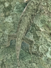 Draco sumatranus