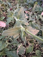 Behenantha