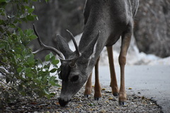 Odocoileus hemionus californicus