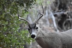 Odocoileus hemionus californicus