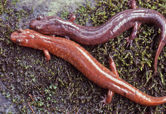 Gyrinophilus porphyriticus