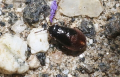 Geocoris atricolor
