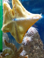 Astropecten jonstoni