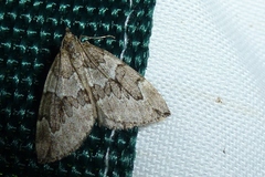 Thera juniperata