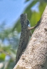 Draco sumatranus
