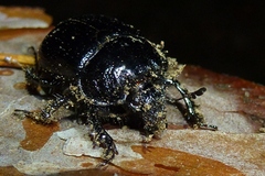Typhaeus typhoeus