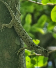 Draco sumatranus