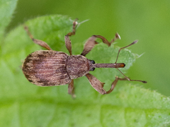 Anthonomus rectirostris