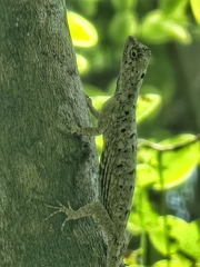 Draco sumatranus