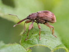 Anthonomus rectirostris