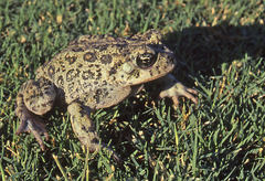 Anaxyrus boreas halophilus
