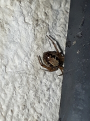 Steatoda nobilis