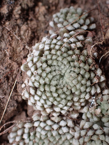 Monanthes pallens image