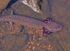 Necturus maculosus