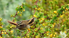 Aphrastura spinicauda