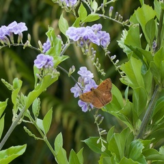 Eagris sabadius sabadius