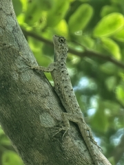 Draco sumatranus