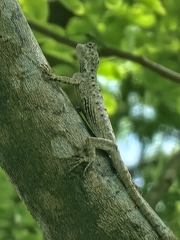 Draco sumatranus