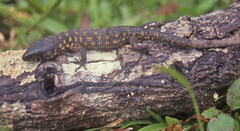 Lepidophyma flavimaculatum
