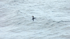 Leucocarbo magellanicus