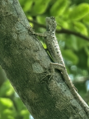 Draco sumatranus
