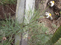 Argyranthemum gracile image