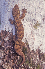Thecadactylus rapicauda