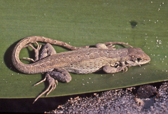 Leiocephalus personatus