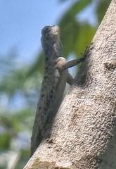 Draco sumatranus