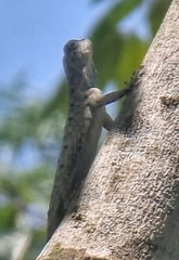 Draco sumatranus