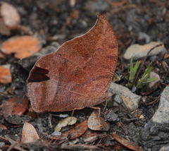 Fountainea tyrianthina
