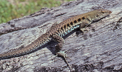 Pholidoscelis exsul