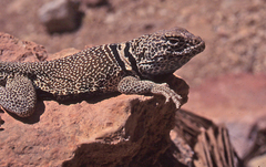 Crotaphytus bicinctores