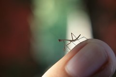 Phasmomantis sumichrasti