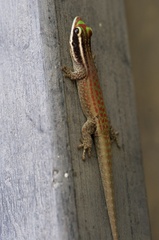 Phelsuma ornata