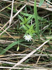Stellaria graminea