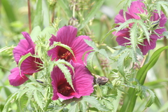 Hibiscus cannabinus