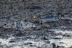 Calidris minuta