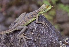 Basiliscus plumifrons