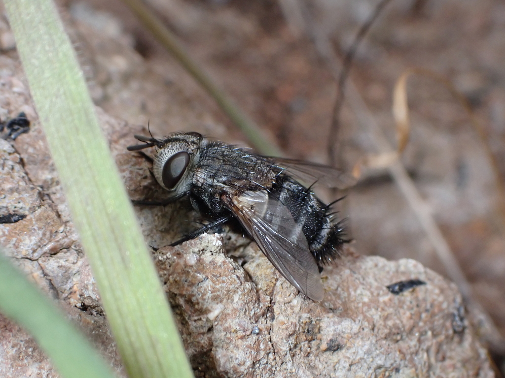 Pseudogonia