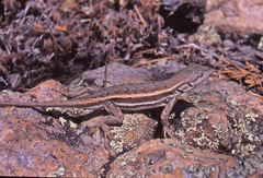 Sceloporus virgatus